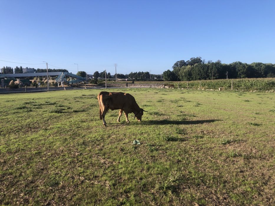 Vaca minhota 7 anos