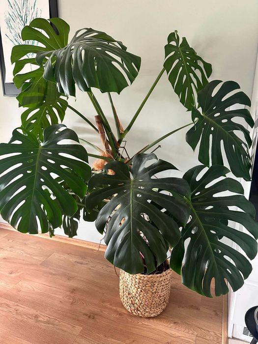 Monstera kwiatek