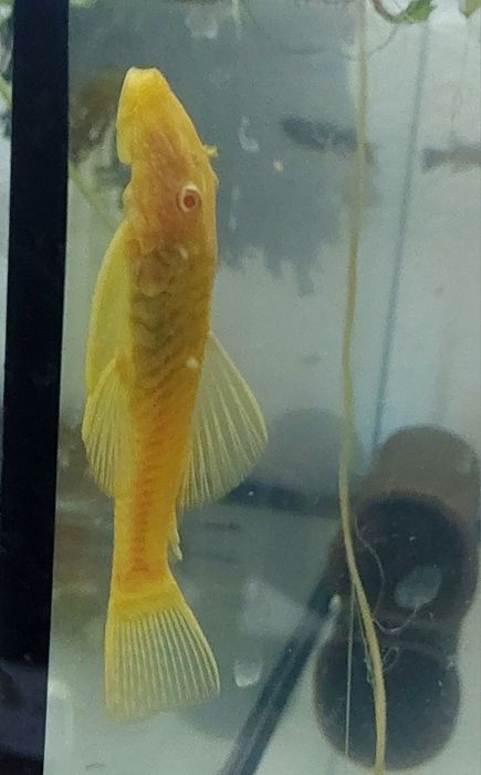 Ancistrus  sp. Gold albinos