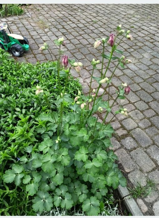 Bergenia, barwinek, paproć,  wiesiołek