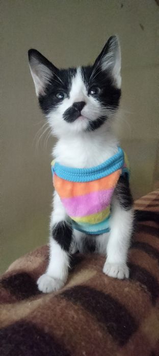 кошенята в пошуках мам!