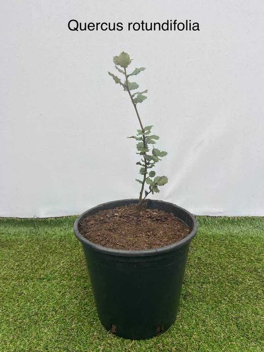 Árvore Quercus rotundifolia 40/60cm