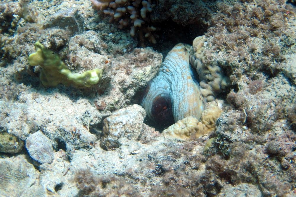 Водонепроницаемый чехол для зеркальных камер Nereus DSLR-WPX1