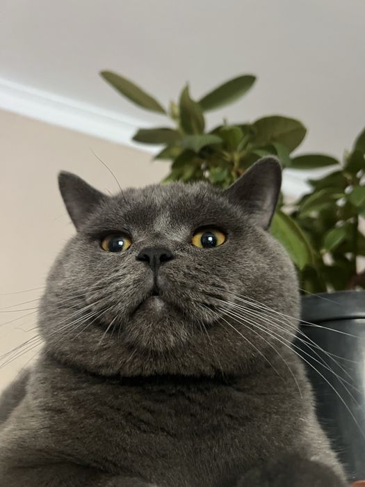 Шотландець прямовухий. Вязка