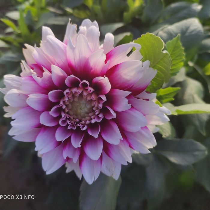 Dalia Karpy Rozne kolory