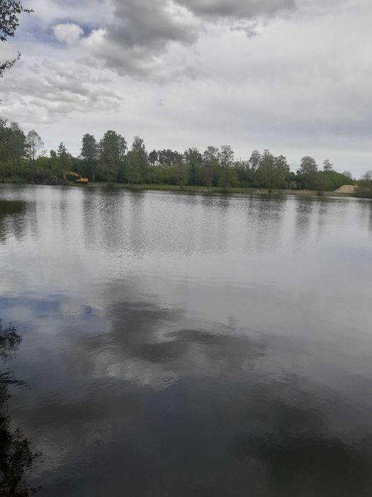 Ryby narybek Jesiotr Albinos Lin Karp koi Amur Karaś koi Karp Tołpyga