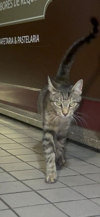 Gatinha abandonada e muito meiga