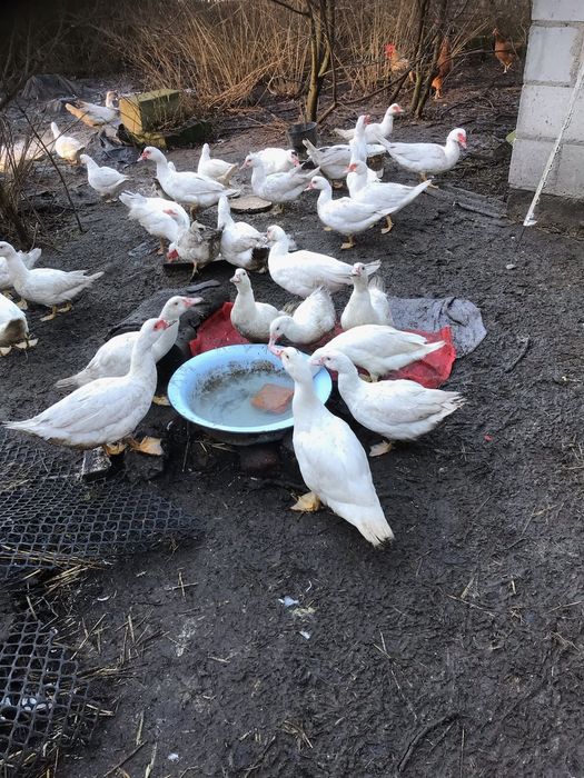 Kaczki białe wiejskie