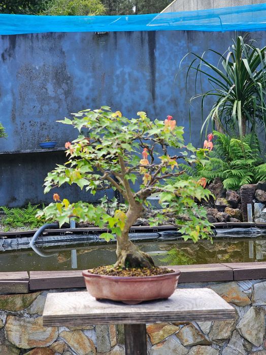 Bonsai acer buergerianum +30anos