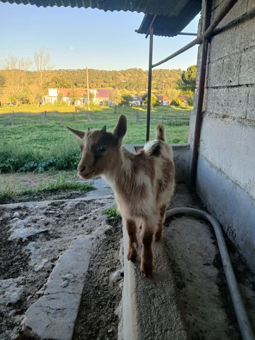 Cabras anas 1 casal