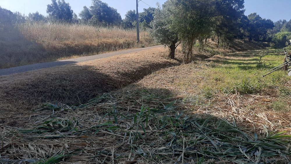 Trabalhoa silvicultura e jardinagem