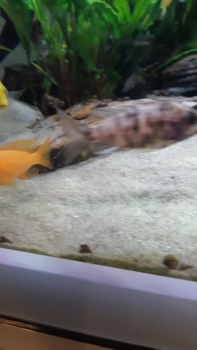 Młoda aulonocara Fire fish OB Blueberry Malawi ryby akwariowe