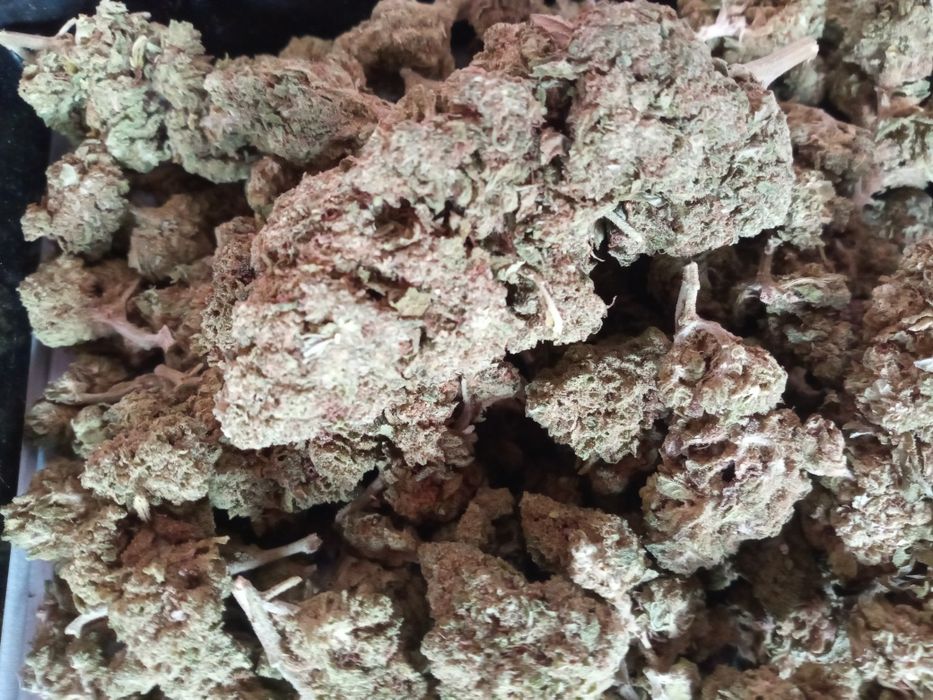 25 gram suszu CBD WHITE WIDOW