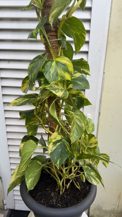 Planta jiboia | Epipremnum aureus.