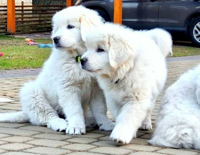 Owczarek Podhalański