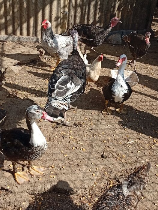 Vendo aves, e coelhos