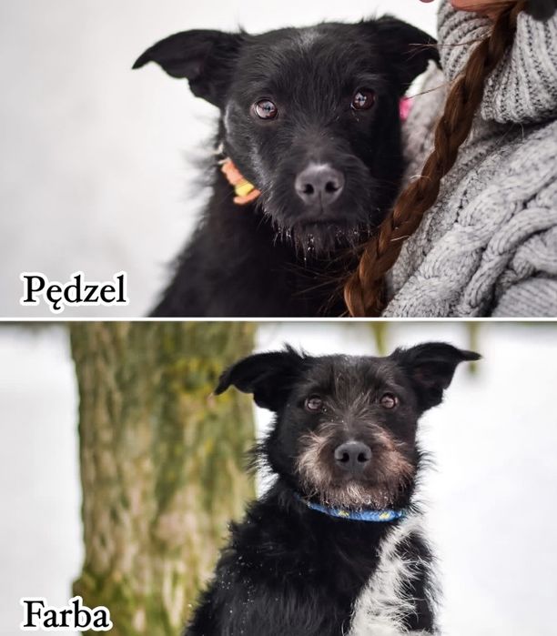 Pędzel i Farba - dwa porzucone młode szorściaki do adopcji