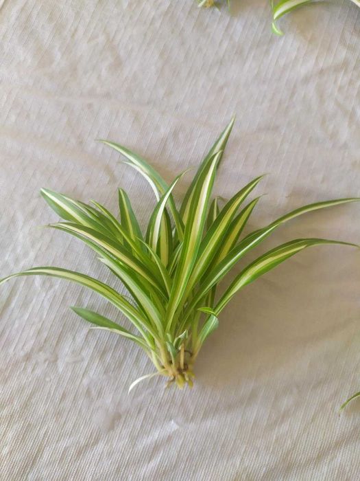 Planta-aranha (Clorófito)