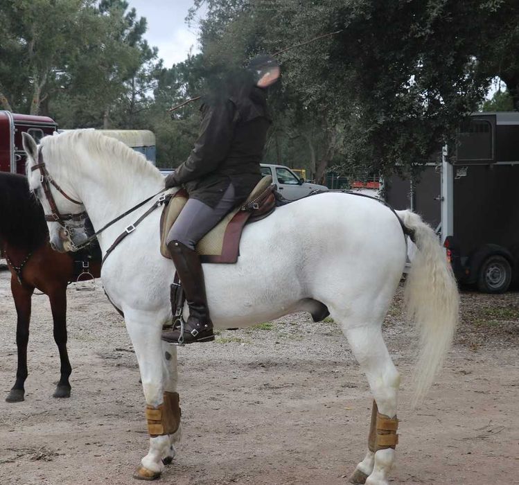 Cavalo Lusitano - Cruzado