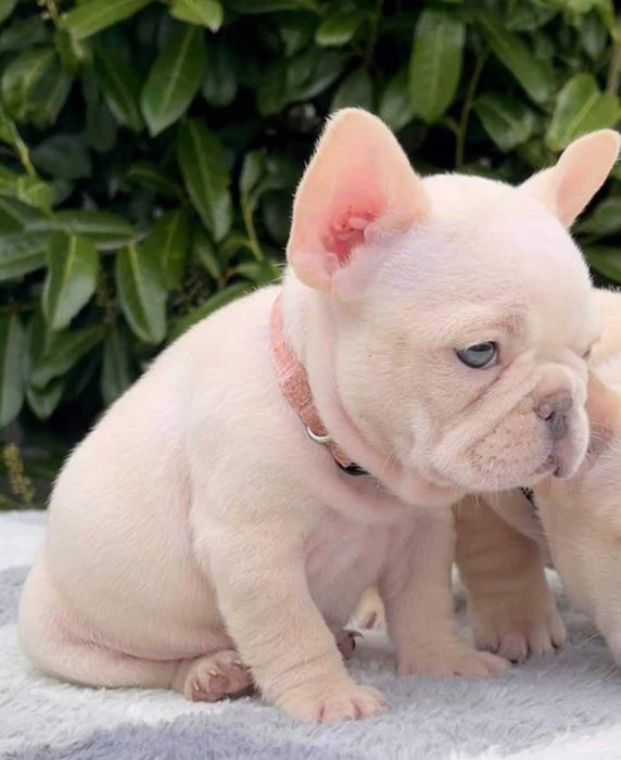 Buldog Francuski  LILAC Platinum  Blue Liliowy Isabella