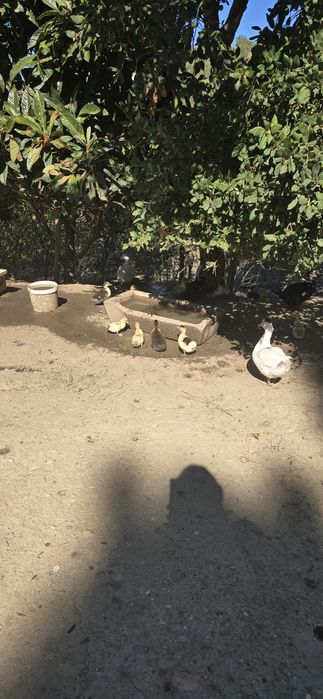 Patos mudos jovens e adultos