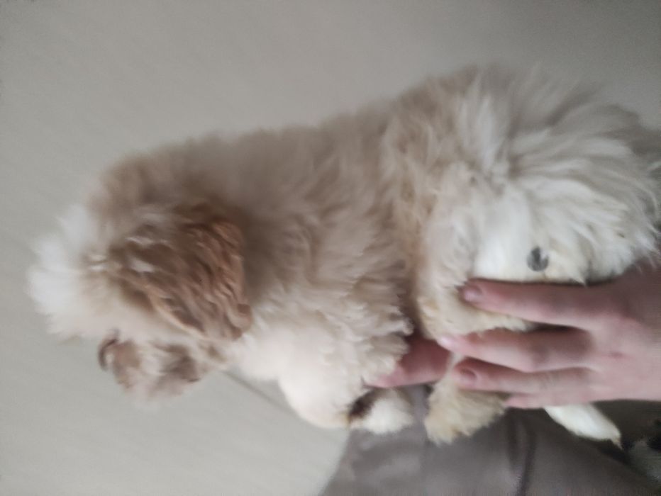 Малыш Ши-тцу ,мальчик