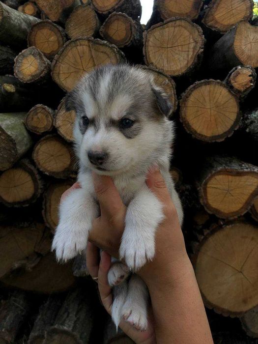 Продам цуценят чистокровні породи Хаски за договірною ціною