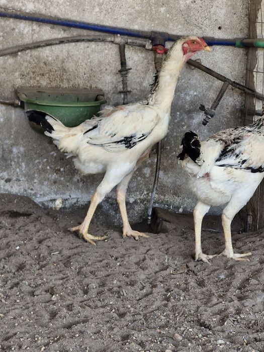 Galinhas   indio gigante com  90cmm