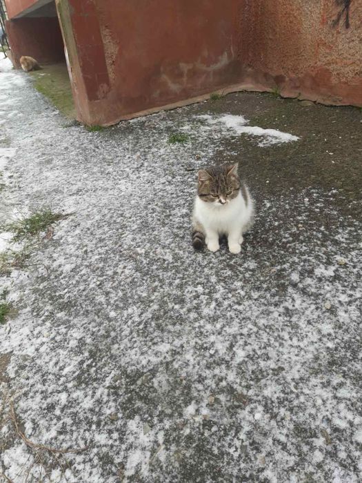 Кішечка кошеня дівчинка