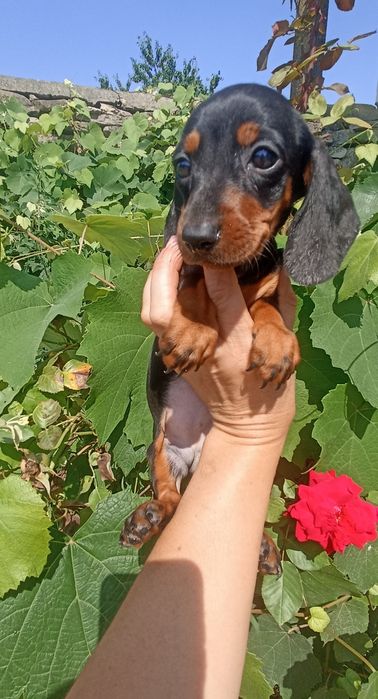 Неймовірна красуня кролячих такс