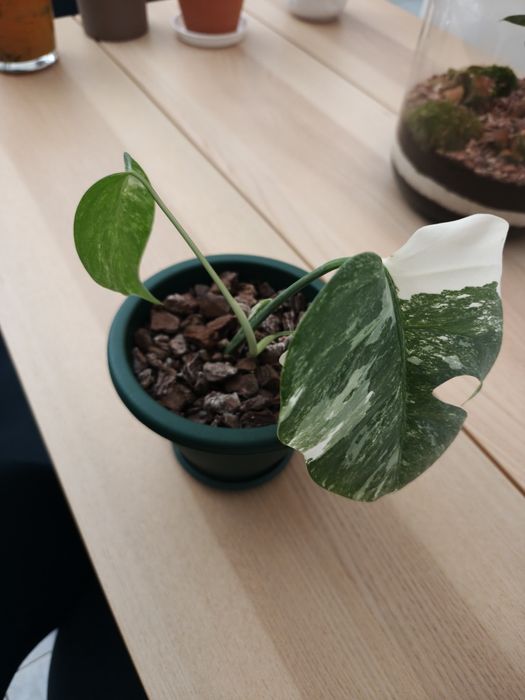Monstera deliciosa albo variegata.