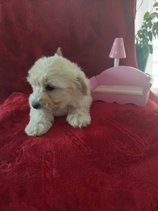 Sprzedam pieski rasy MALTIPO