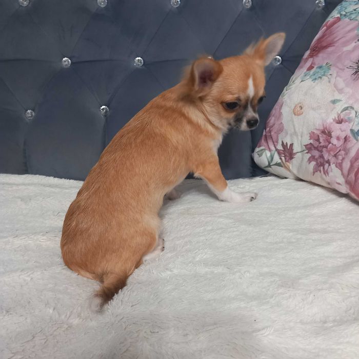 Piesek Chihuahua