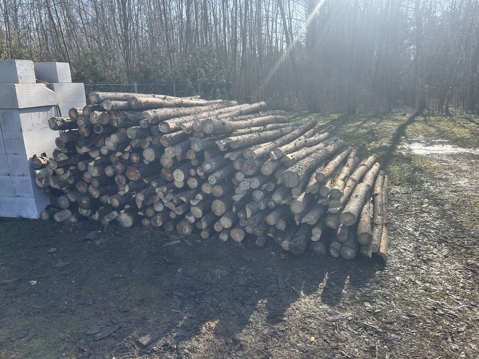 Stemple budowlane sosnowe 3 m (350 szt.)