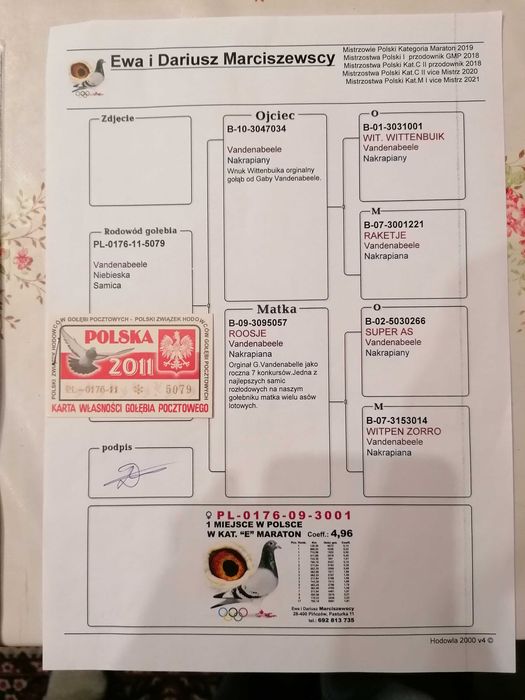 samczyk 2021 r, Janssens/Marciszewski gołębie pocztowe