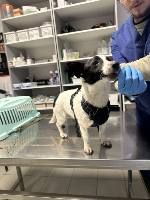 Джек рассел ,дівчінка ,2 роки у добрі руки