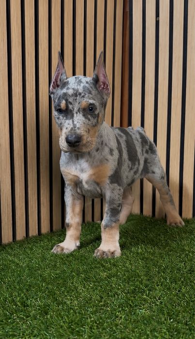 Dobermann merle