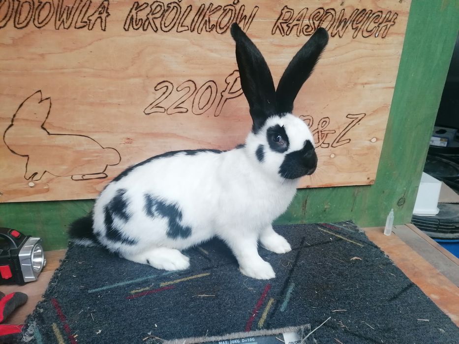 Królik Olbrzym Srokacz Czarny samiec