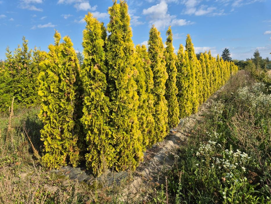 Żywotnik thuja 'Salland' 200-250 cm
