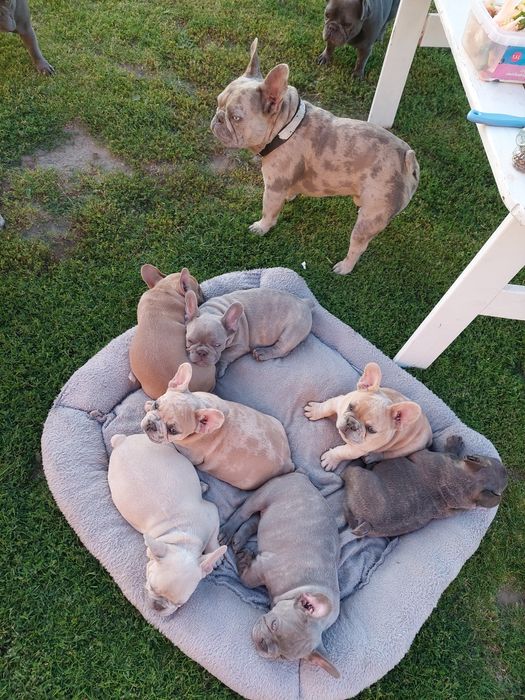 Buldog francuski lilac fawn merle Rocky