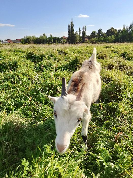 Продається  коза