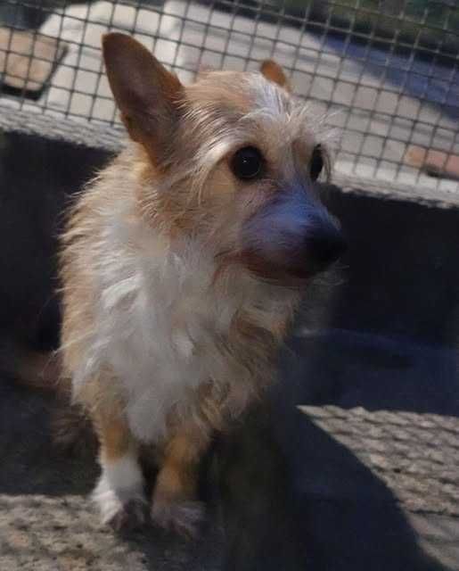 Znaleziono psa - Gdańsk