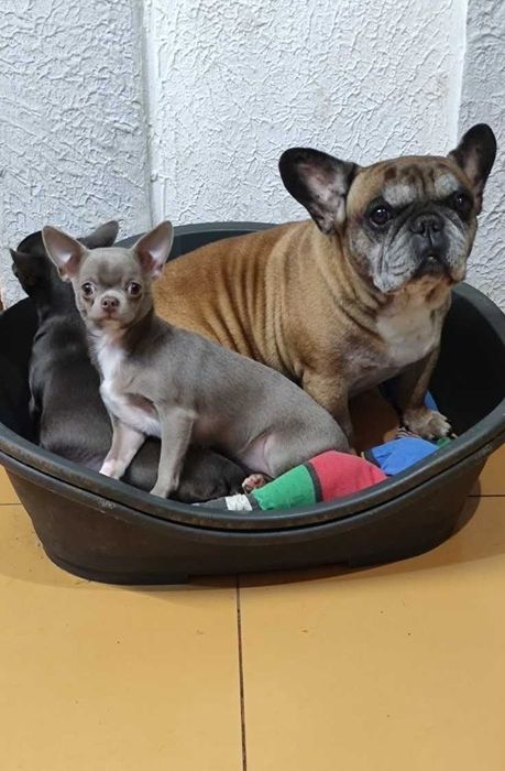 КСУ. Дівчинка - лілова.