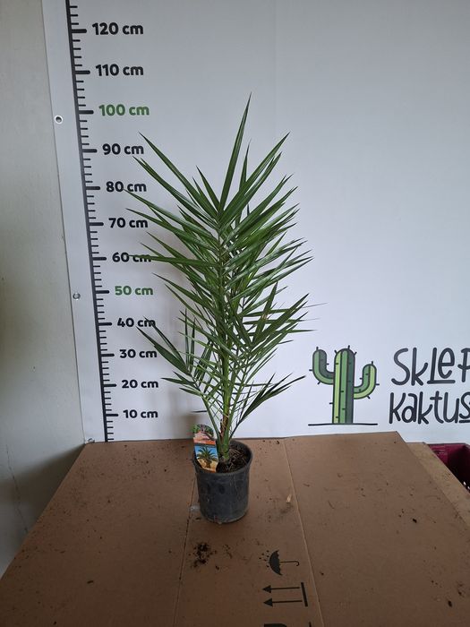 Phoenix canariensis Daktylowiec Kanaryjski Palma WYSYŁKA