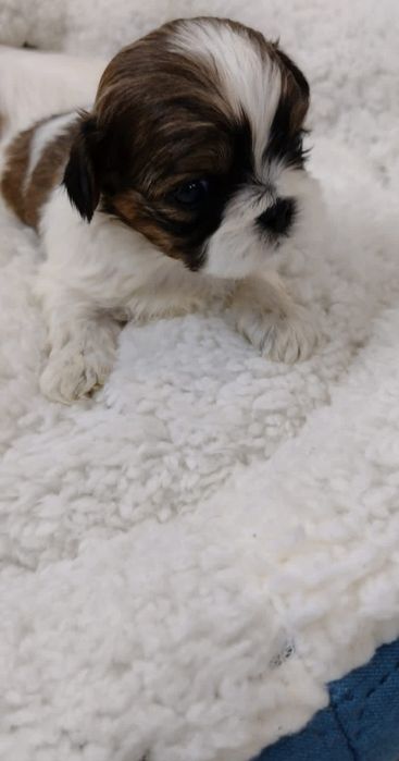 Piesek rasy shih tzu gotowy do rezerwacji