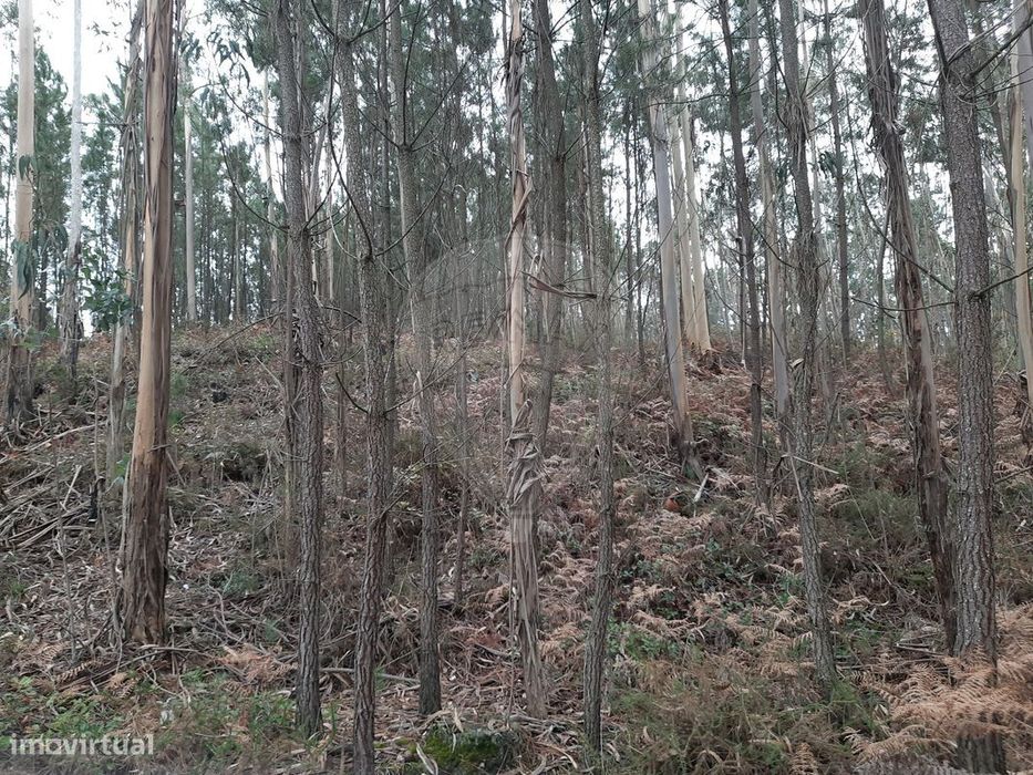 Terreno  para venda