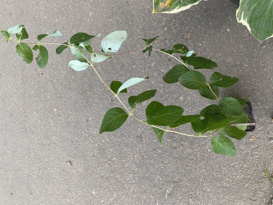 Декоративний каріоптеріс