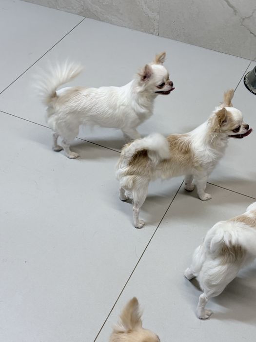 Chihuahua dziewczynka FCI