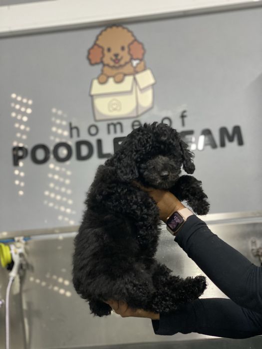 Lindo puppy de Caniche/Poodle medio procura novo dono!!!
