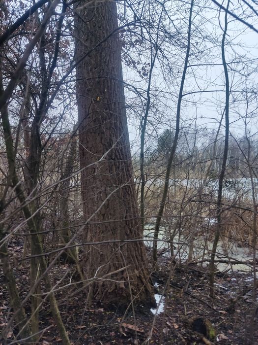 Topola na pniu 2 sztuki